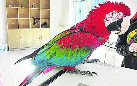 Papoušek Dorotka