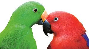 Mazlíčci s dravčím zobákem: Odkud přišli papoušci? 