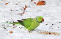 V Německu se papoušci alexandři malí běžně pohybují na sněhu