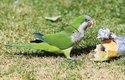 Papoušek mniší ve španělské Malaze – v boji proti nim pomůže i důsledný úklid zbytků potravin