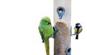 Krmítka pro původní ptačí druhy umožňují papouškům alexandrům přežít evropskou zimu
