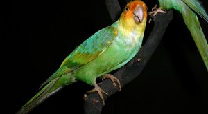 Příběhy vyhynulých zvířat: Papoušek karolinský