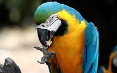 Papoušek se ztratil v Táboře.
