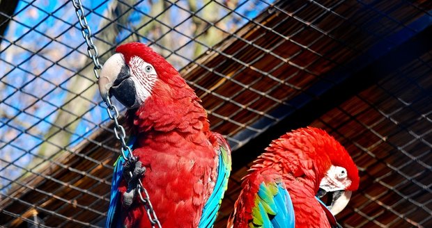 Češi pašovali asi 60 papoušků a rajek, jeden z nich byl nakažený ptačí chřipkou