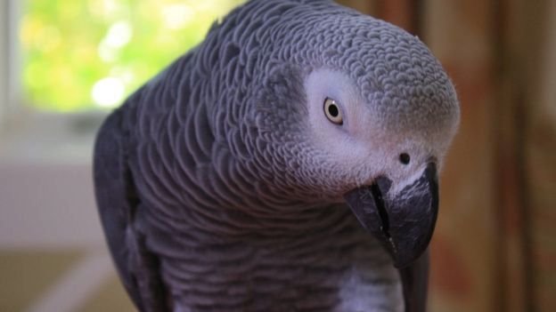 Papoušci šedí jsou známí pro svou vysokou inteligenci