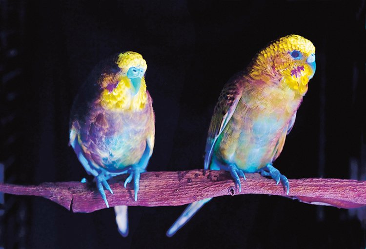 Mezi suchozemskými živočichy jsou schopností fluorescence proslulí ptáci, především papoušci