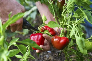 Jak pěstovat papriky: Víme, jak dosáhnout nejlepší úrody na balkoně i na zahradě