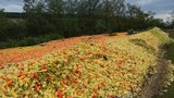 Na poli hnijí papriky za 8 milionů! České obchody berou raději dovoz