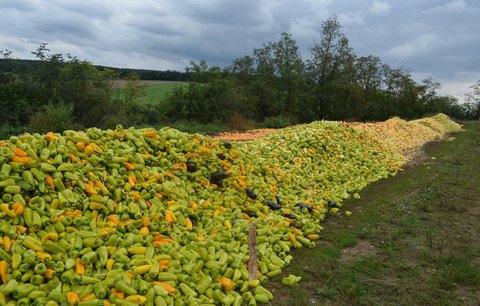 400 tun českých paprik přijde nazmar. Blesk se ptal, proč je nikdo nekoupil