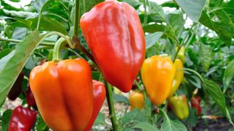 Zeleninová Sophiina volba. Máme kupovat předražené papriky, nebo si je vypěstovat z drahých semínek?