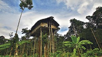 Výprava do nitra Nové Guiney: Za lidojedy do korun stromů