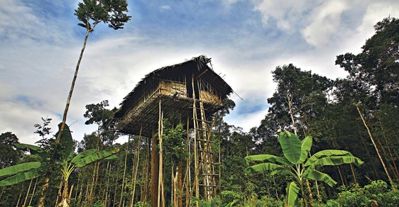 Výprava do nitra Nové Guiney: Za lidojedy do korun stromů