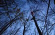 Dramatická záchrana paraglidisty: Hned po startu ho vítr zavál do stromů