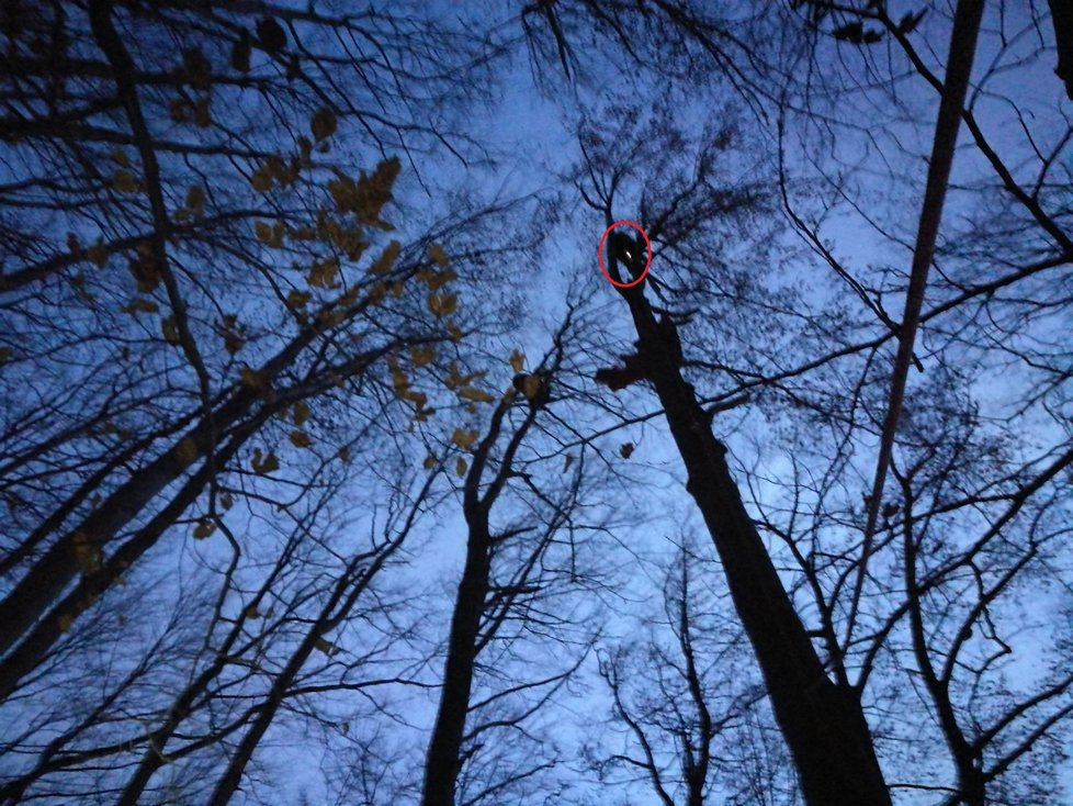 Dramatická záchrana paraglidisty: Hned po startu ho vítr zavál do stromů.