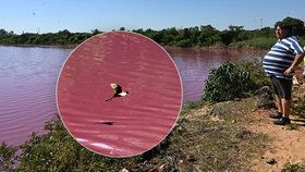 Paraguayské jezero Cerro u města Limpio se zbarvilo do růžova.