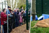 Šok v zoo: Děti líbaly zvířata pokrytá výkaly! Stovky lidí chytily infekci