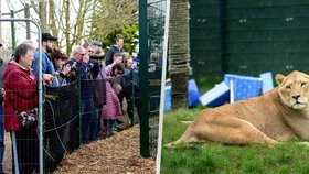 Návštěvníci v zoo na ostrově Isle of Wifht