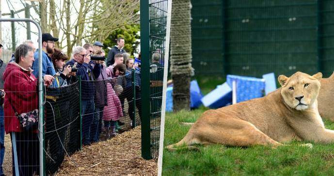 Návštěvníci v zoo na ostrově Isle of Wifht