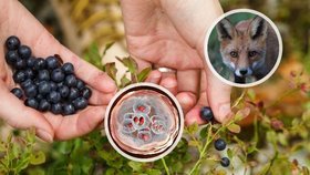 Sbíráte v lese borůvky a houby? Českem se šíří zabijácký parazit!