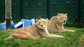Mini zoo v Anglii se pyšní zachráněnými lvi z cirkusu.
