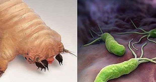 Šmejdi z internetu: Straší lidi parazity a „mastí“ si kapsy na falešných lécích