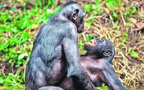 Při aktu se šimpanzi často vzájemně dívají do očí.