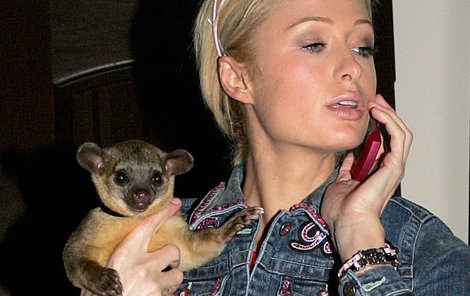 Paris Hilton a kinkažu. To je roztomilá potvůrka z čeledi medvídkovitých. Jenže umí být i pěkně divoká…