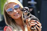 Při pátrání po ztracené čivavě oslovila Paris Hilton několik údajných jasnovidců se specializací na zvířata.