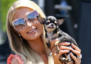 Při pátrání po ztracené čivavě oslovila Paris Hilton několik údajných jasnovidců se specializací na zvířata.