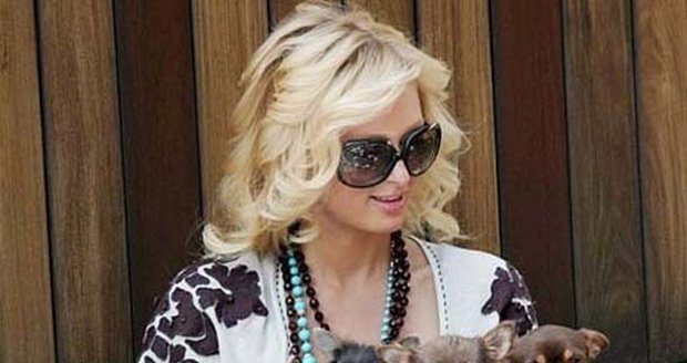 Paris Hilton čivavy miluje a dopřává jim opravdu luxusní zacházení.