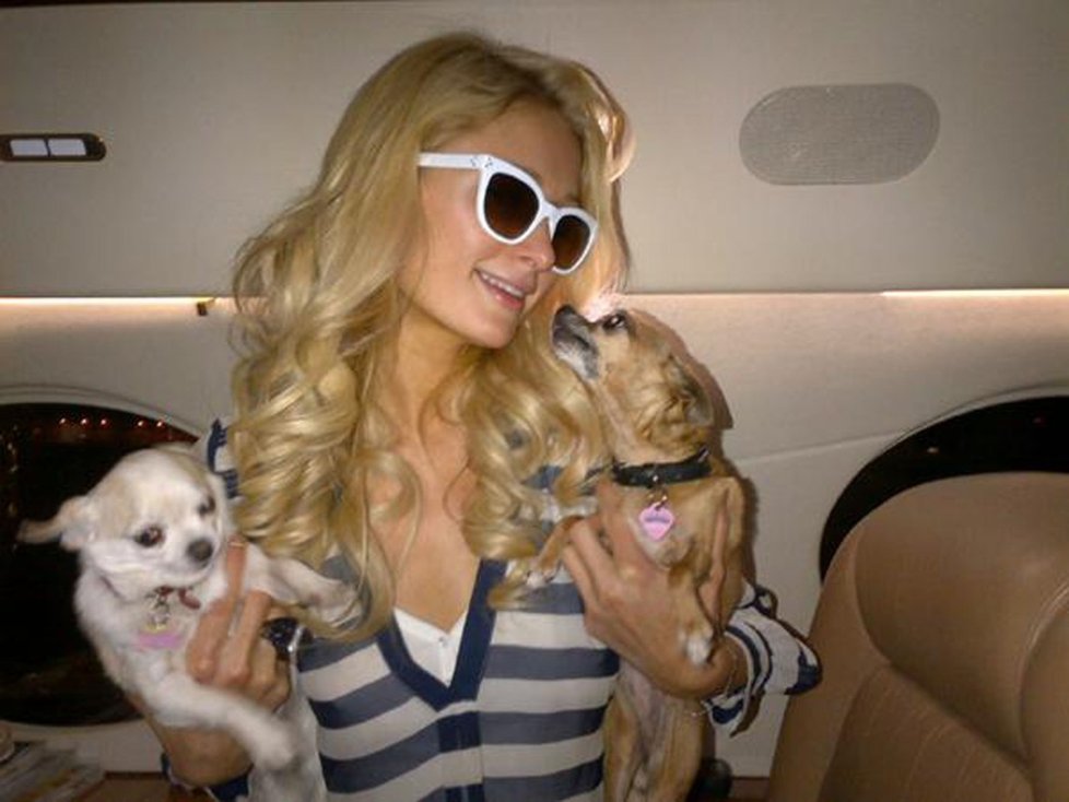 Paris Hilton je do svých Čivava opravdu zblázněná