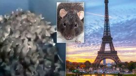 Paříž se potýká s epidemií potkanů.