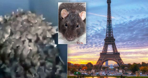 Horor v Paříži: Turistická místa zaplavili potkani! Skáčou lidem po krku