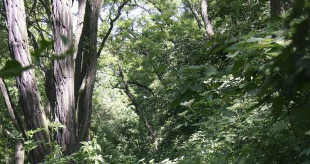 Lobezský park se dočká obnovy.