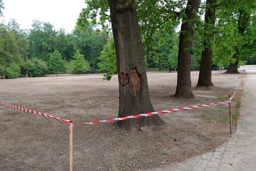 Lesy hlavního města Prahy obnovují trávník ve Stromovce, prosí návštěvníky o ohleduplnost.