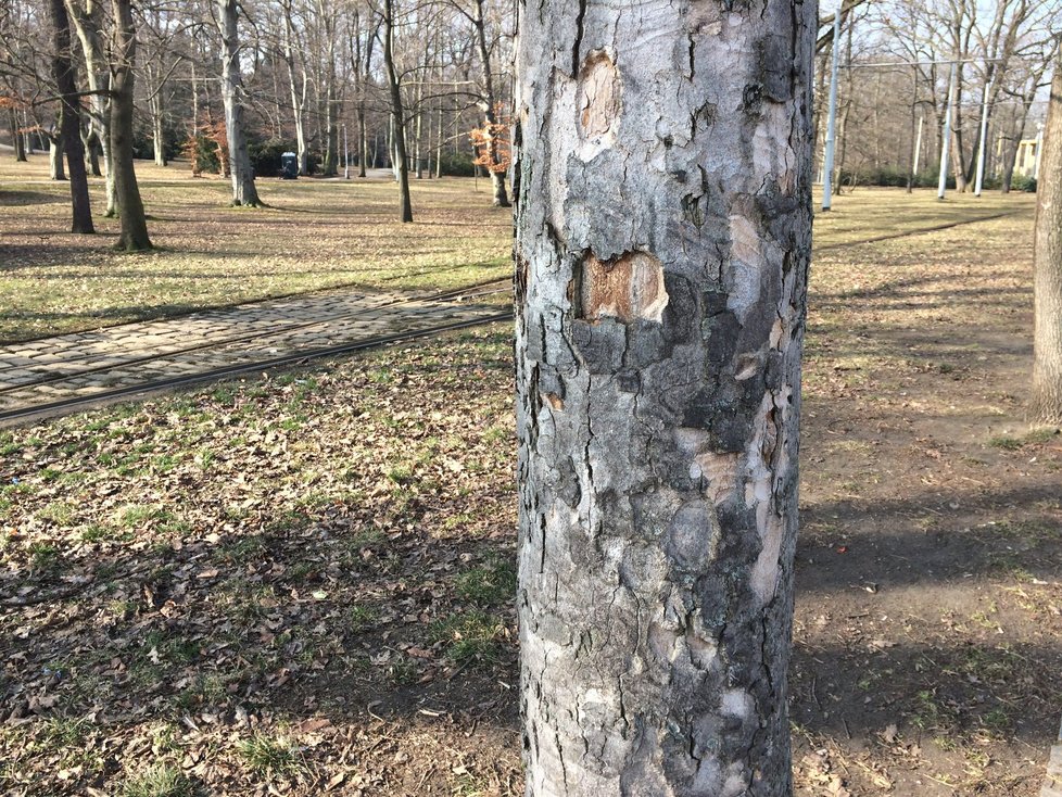 Tento strom je hned na ráně: na okraji Stromovky ho očůrá prakticky každý pes.