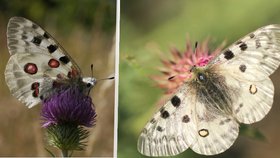 Jasoň červenooký (Parnassius apollo)