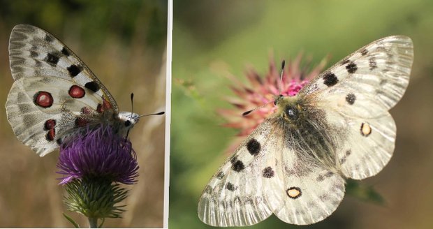 Jasoň červenooký (Parnassius apollo)