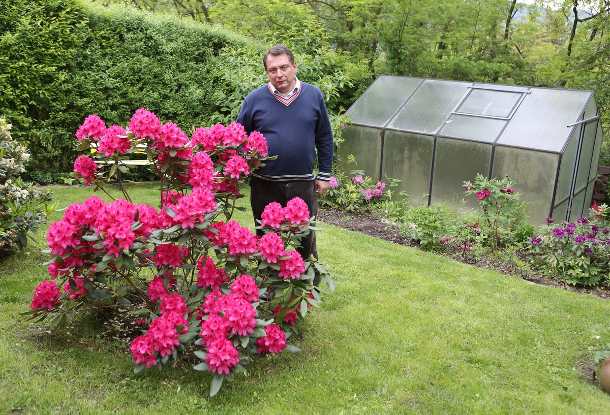 Tento exemplář je zahradníkova chlouba. „Je růžový a květy má jako orchidej. Protože se mému synovi na zahradě nehodil, nechal jsem ho překopat a zasadil zde.“