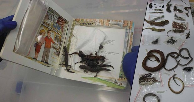 Češi pašovali stovky ještěrek a hadů: V dětských knížkách a krabičkách od cigaret!