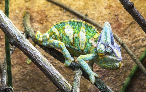 Vzácný chameleon má cenu několik desítek tisíc korun. 