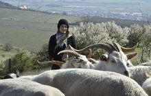 70 ovcí a koz: Pasačce pomáhají dva psi! 