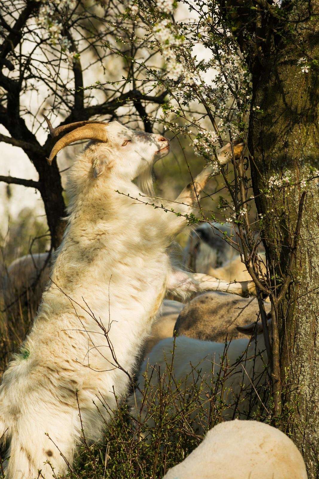 Pálavskou Stolovou horu po mnoha letech opět spásá stádo 70 ovcí a koz. To hlídají dva pejsci.