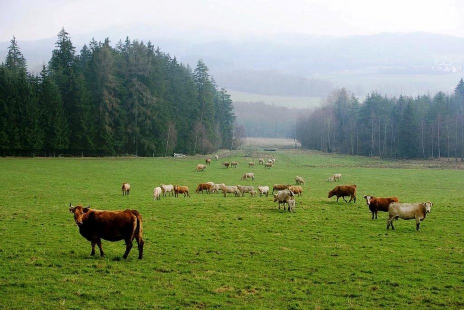 Pastviny na Šumavě