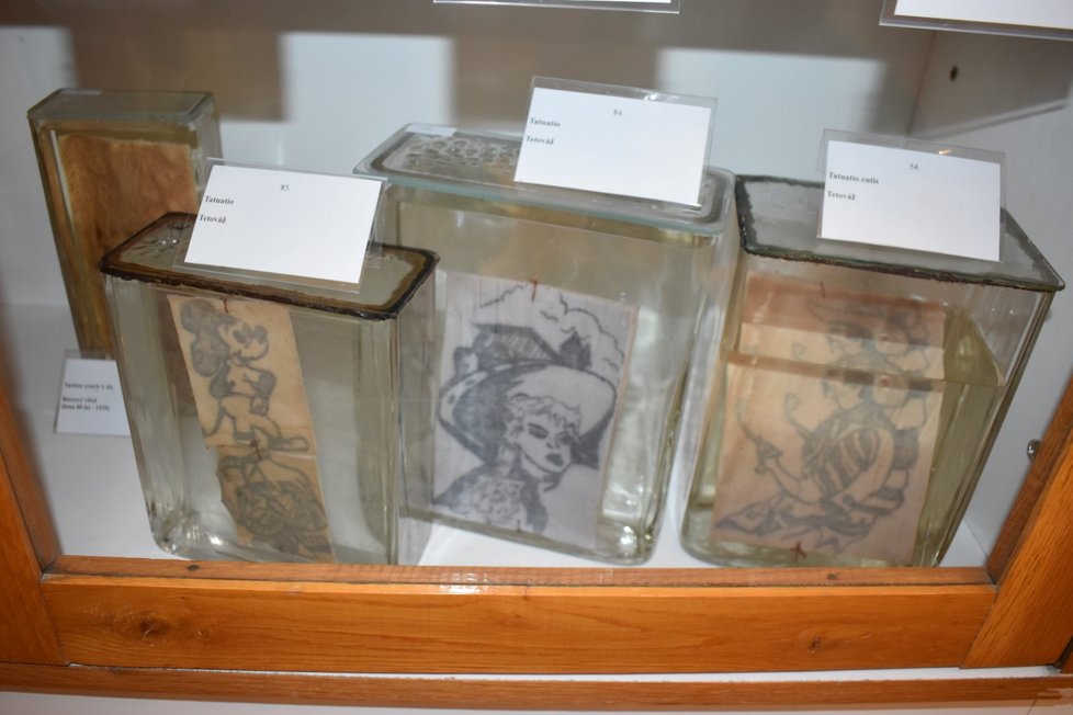 Vzorky kůže ve formaldehydu se sto let starými tetováními.
