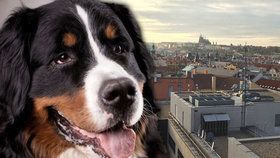 Ve čtvrtek se v centru Prahy ztratil bernský salašnický pes slyšící na jméno Calvin.
