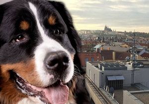Ve čtvrtek se v centru Prahy ztratil bernský salašnický pes slyšící na jméno Calvin.