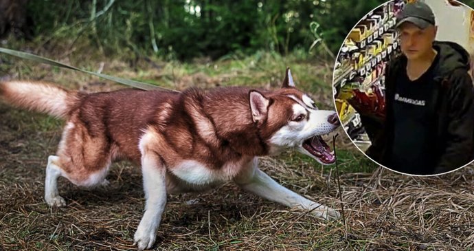 Pes v Boleslavi pokousal dítě. (ilustrační foto)