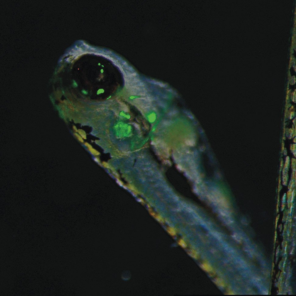 Rybí larva pod mikroskopem. Zeleně svítí místa, kde došlo ke genetické modifikaci