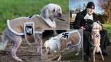Haf, Hitler: Šílený nacista obléká psa do oblečku s hákovým křížem!